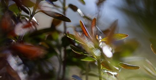 Kesäisiä luontokuvia myös ForumKorttelin vitriineissä